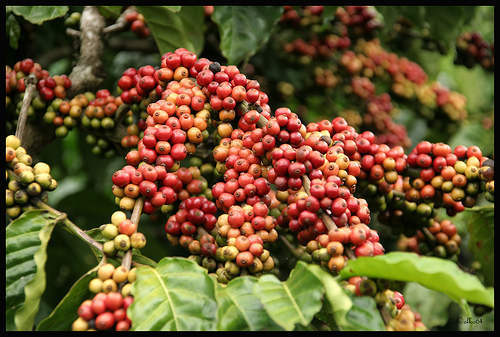 Chủng loại cà phê ở Việt Nam