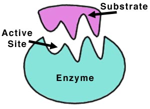 Định nghĩa Enzyme   