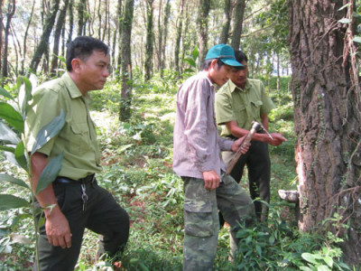 hệ thống quản lý rừng